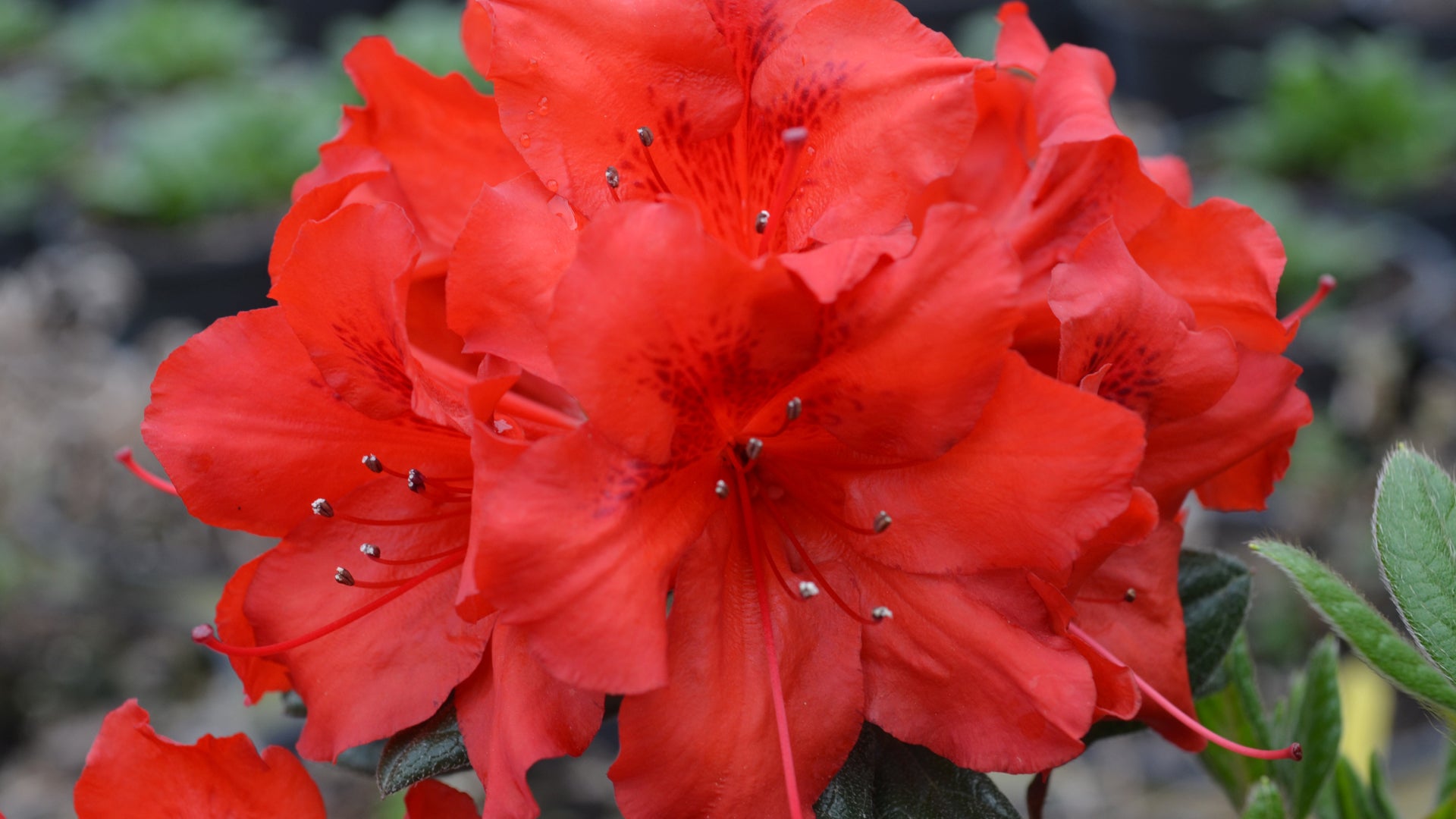 Red Tiara™ - Deja Bloom® Azalea Flowering Shrub - 2 Gallon