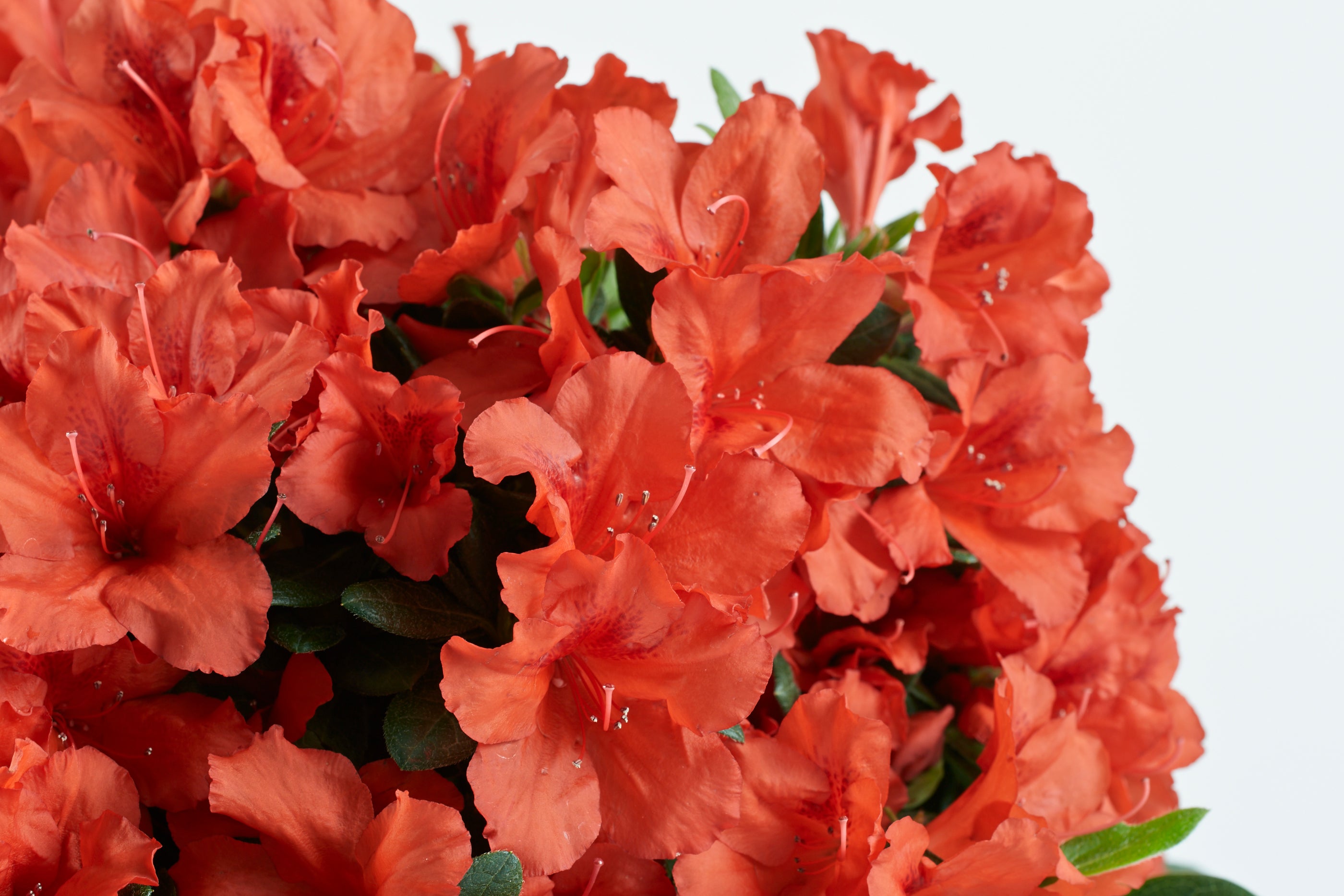 Red Tiara™ - Deja Bloom® Azalea Flowering Shrub - 2 Gallon