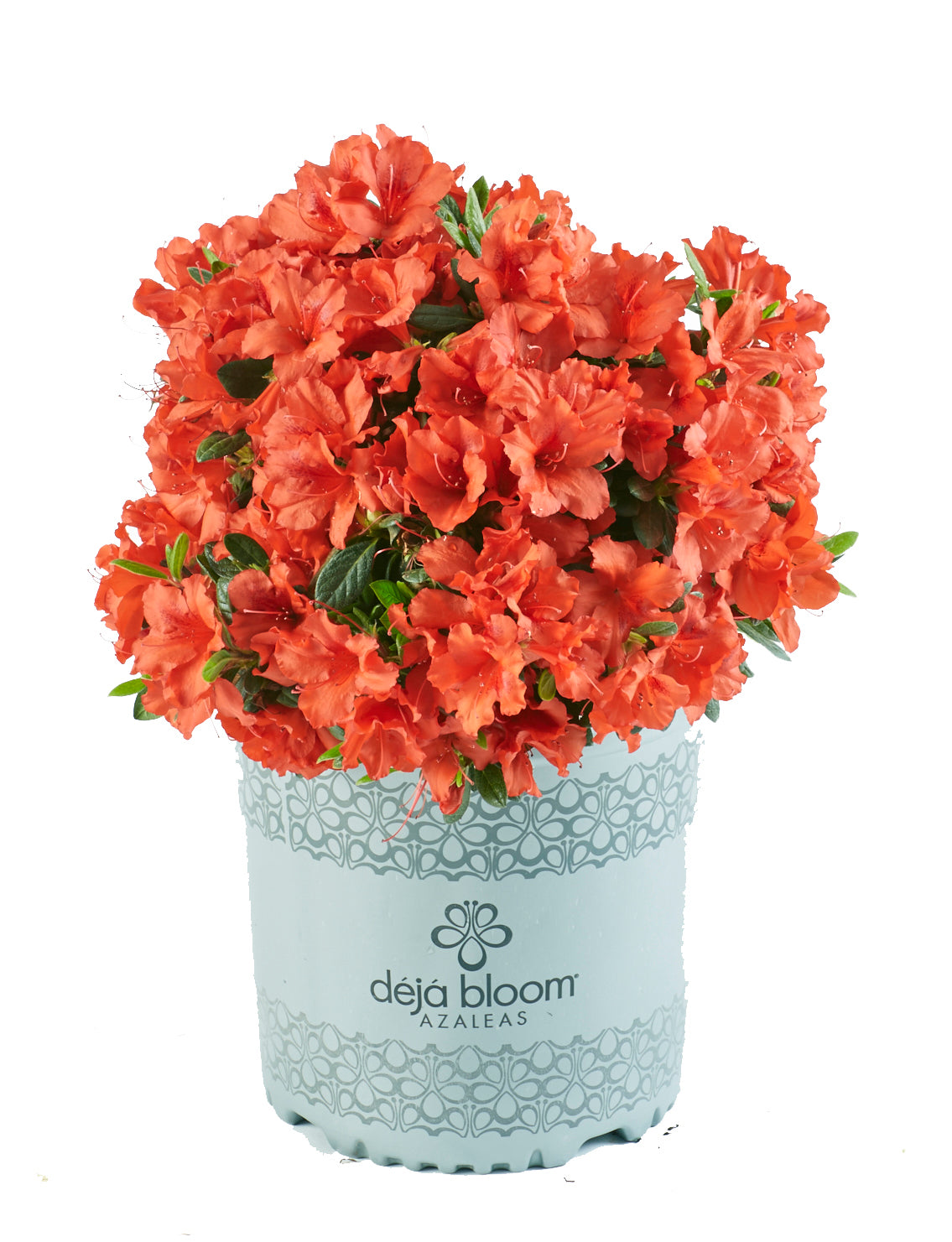Red Tiara™ - Deja Bloom® Azalea Flowering Shrub - 1 Gallon