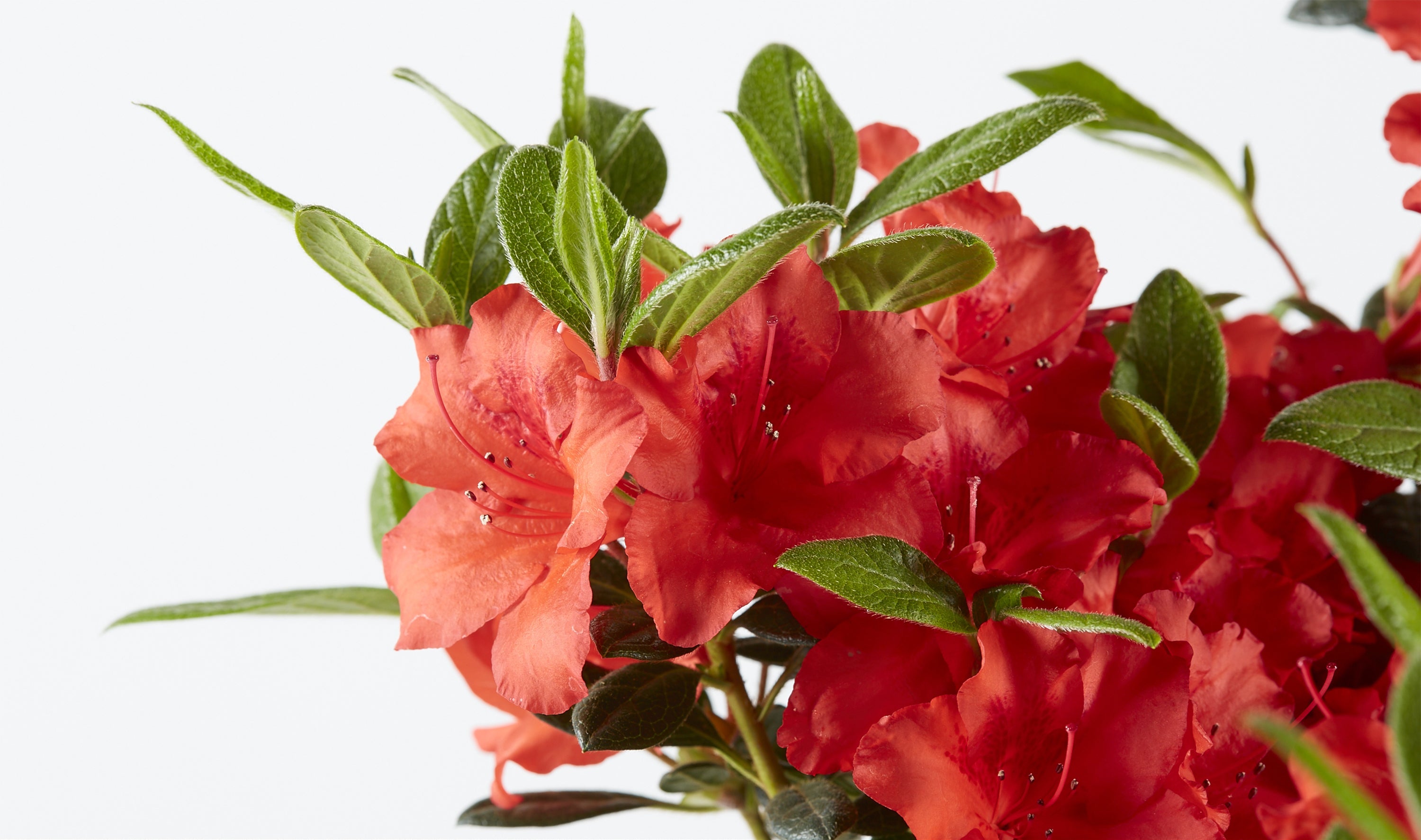 Red Tiara™ - Deja Bloom® Azalea Flowering Shrub - 1 Gallon