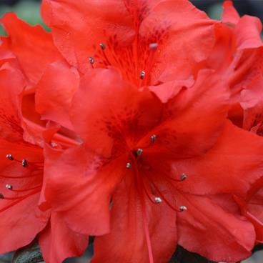 Red Tiara™ - Deja Bloom® Azalea Flowering Shrub - 2 Gallon