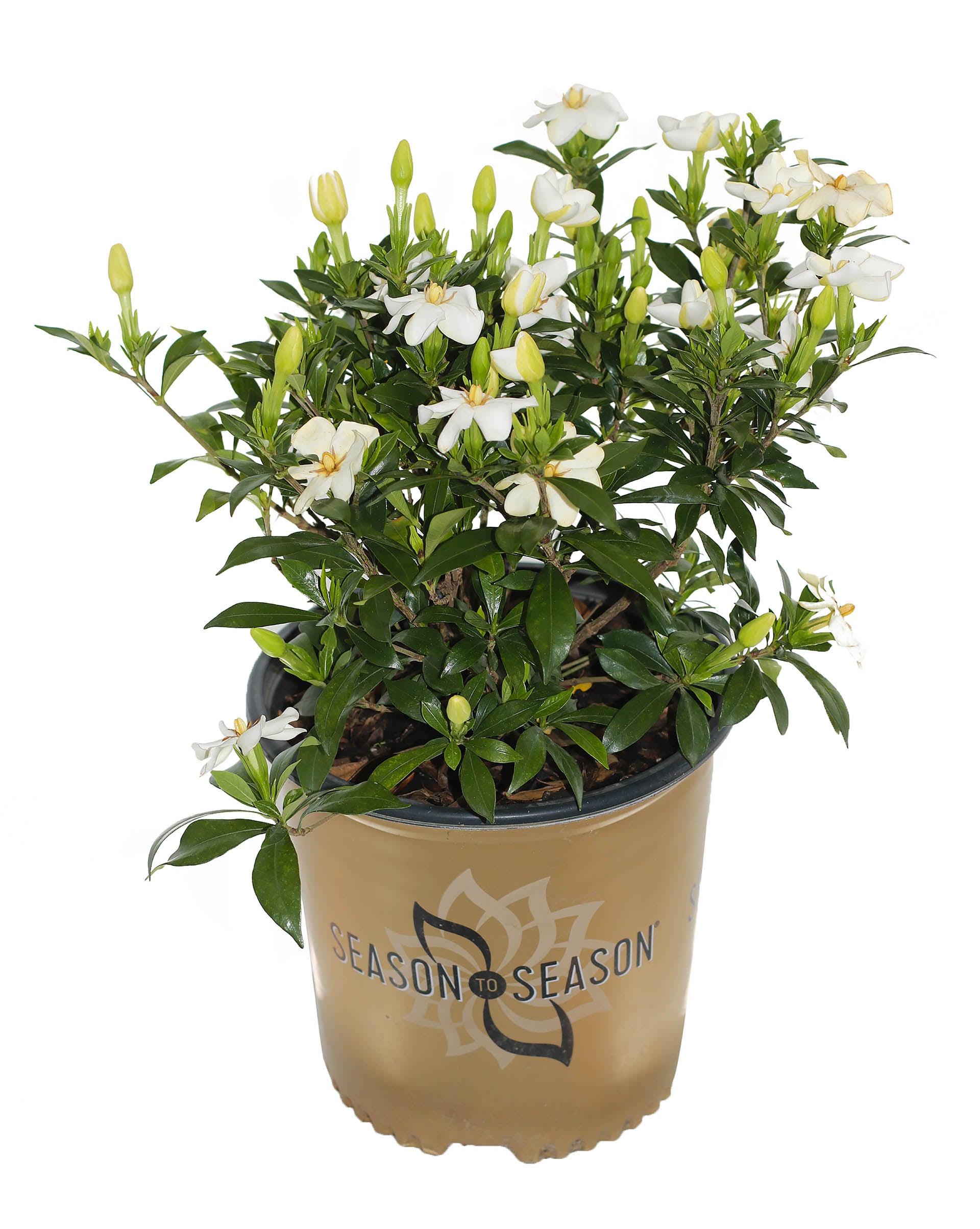 Sweetheart™ Gardenia Evergreen Shrub - 2 Gallon