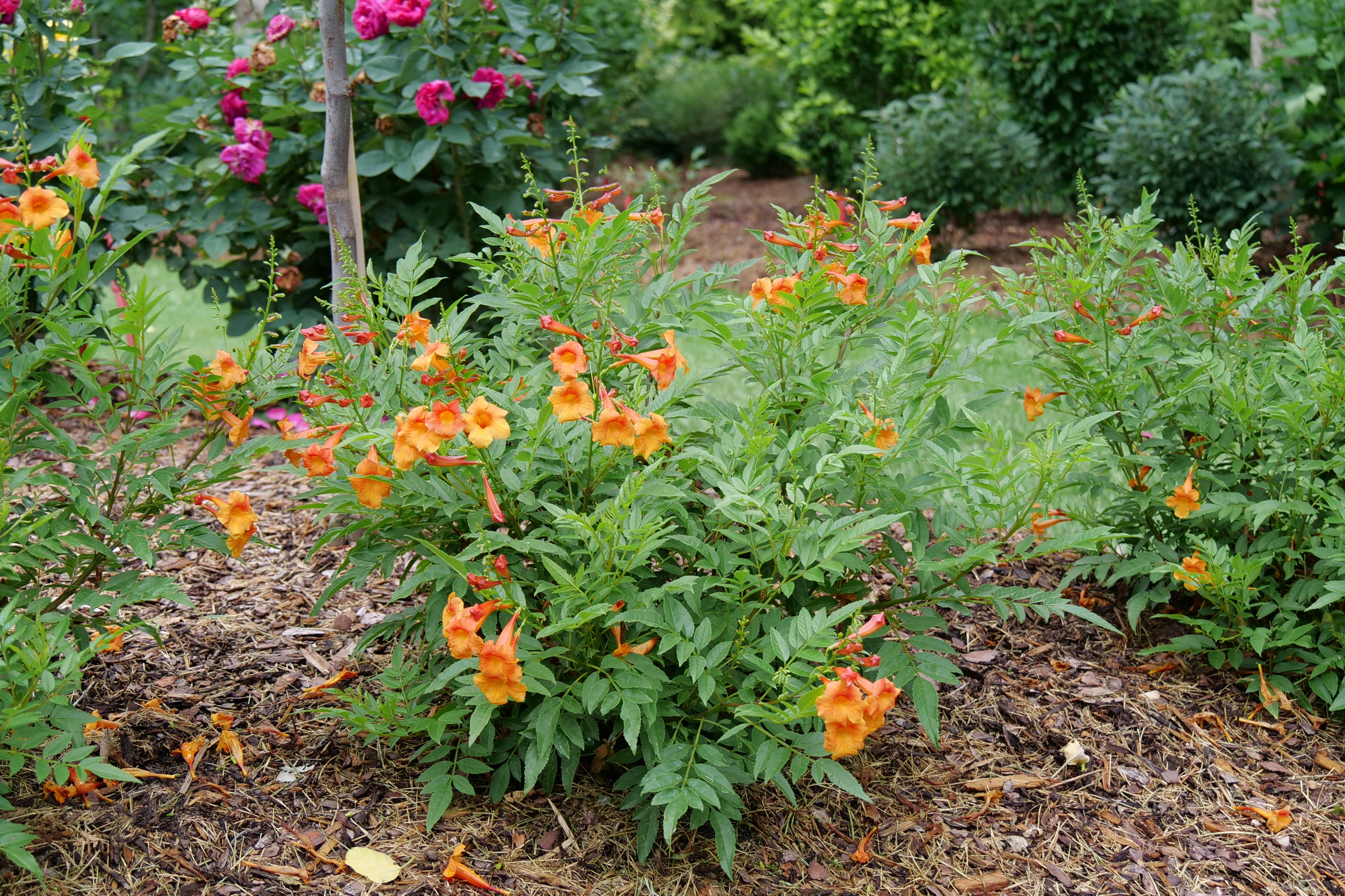 CHICKLET® Orange - Trumpet Bush (Esperanza) PW - 2 Gallon