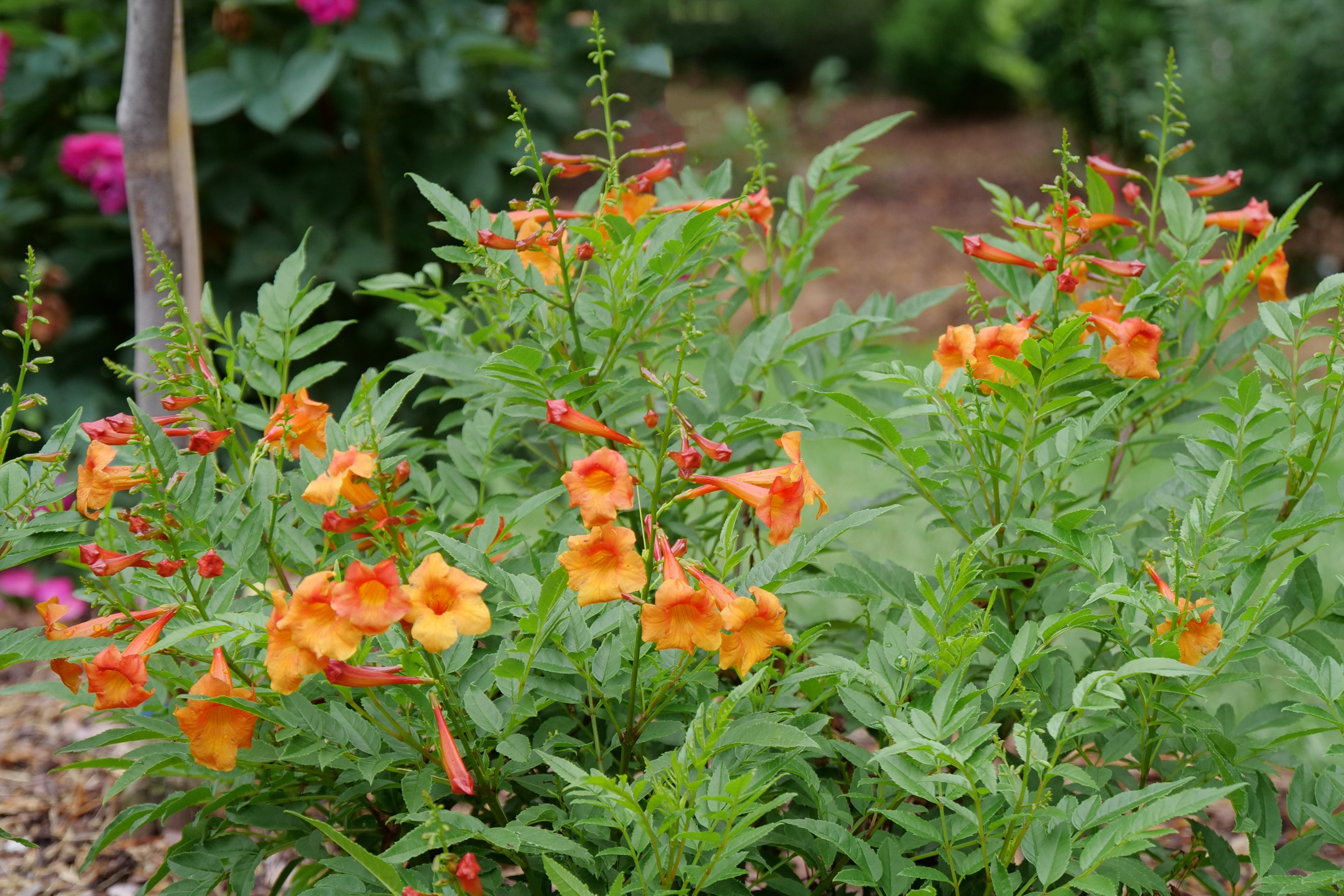 CHICKLET® Orange - Trumpet Bush (Esperanza) PW - 2 Gallon