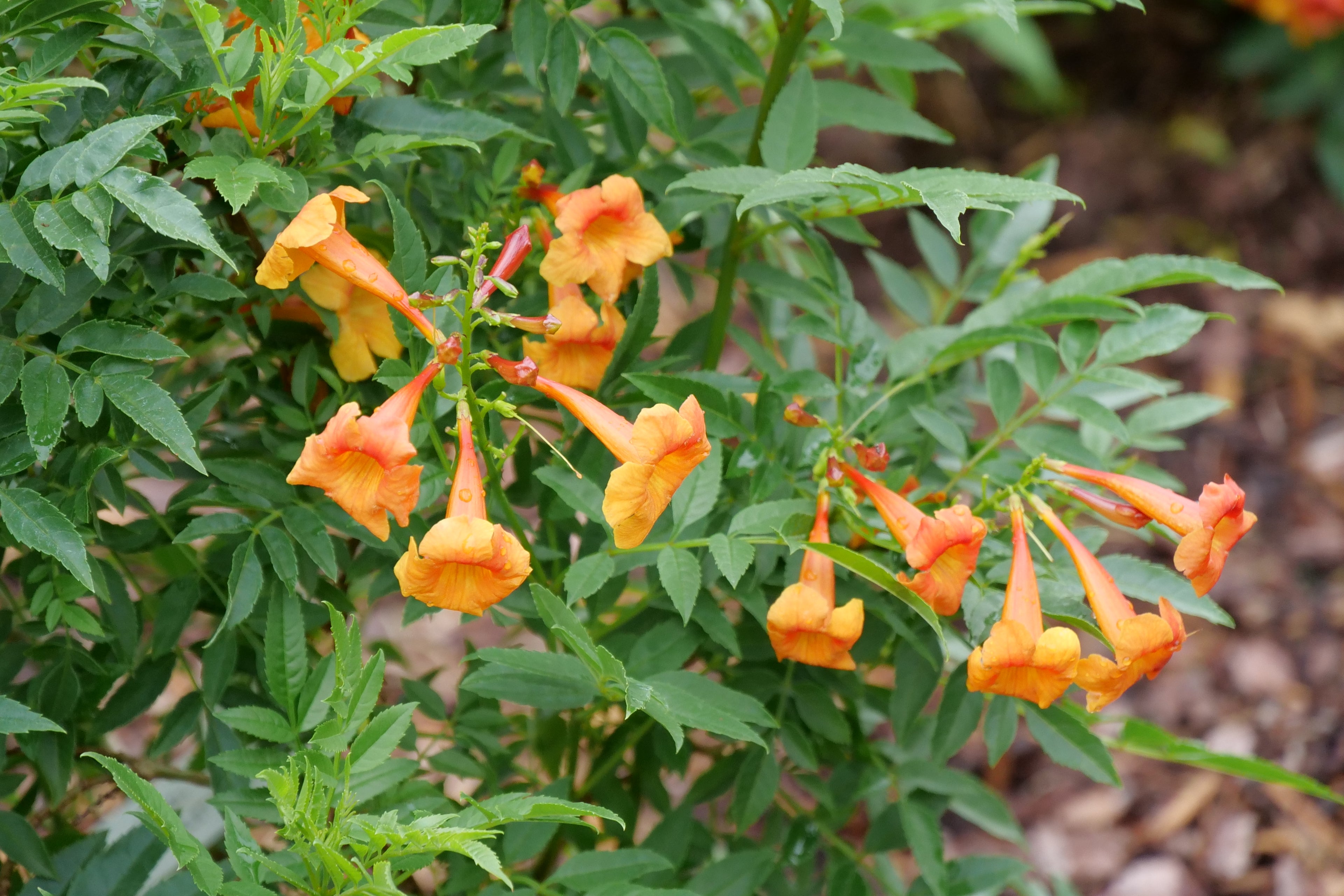 CHICKLET® Orange - Trumpet Bush (Esperanza) PW - 2 Gallon