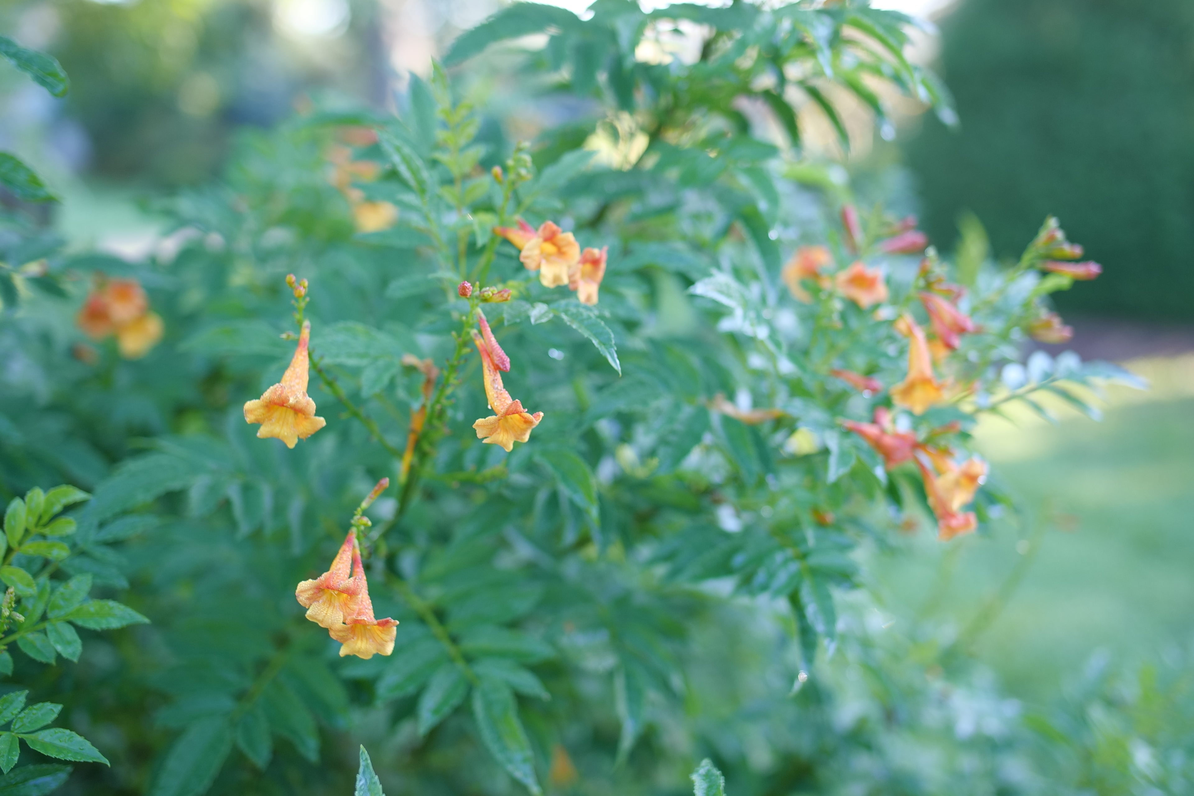 CHICKLET® Orange - Trumpet Bush (Esperanza) PW - 2 Gallon