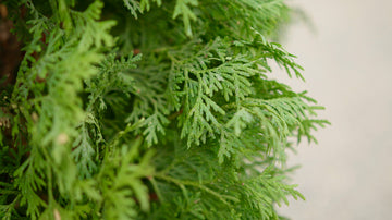 Thuja North Pole®