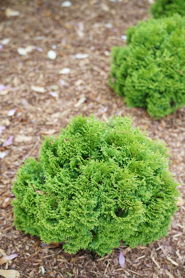 thuja töten Thuja Dwarf Tater Tot™ - 1 Gallon