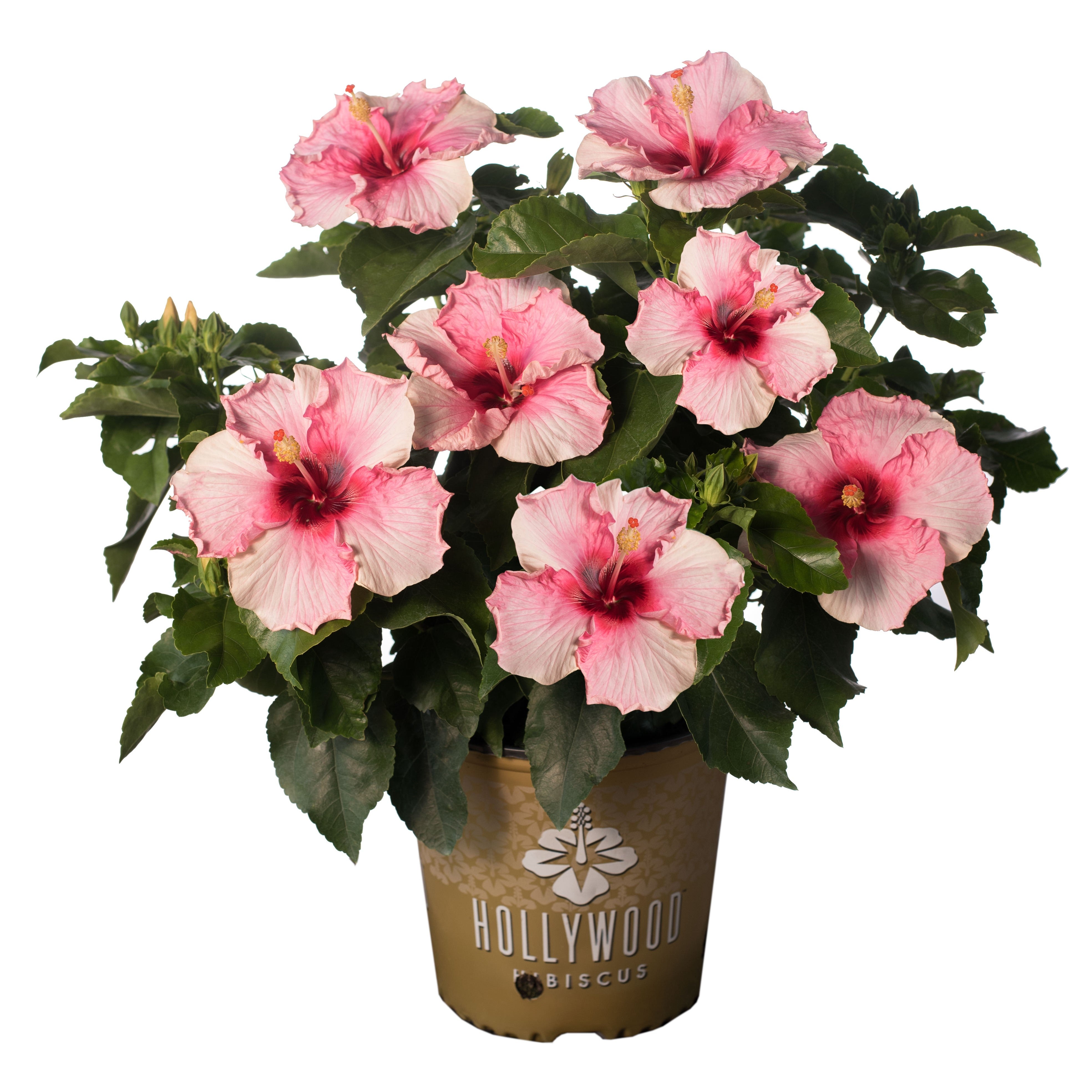 Trophy Wife™ - Hollywood® Hibiscus - 2 Gallon