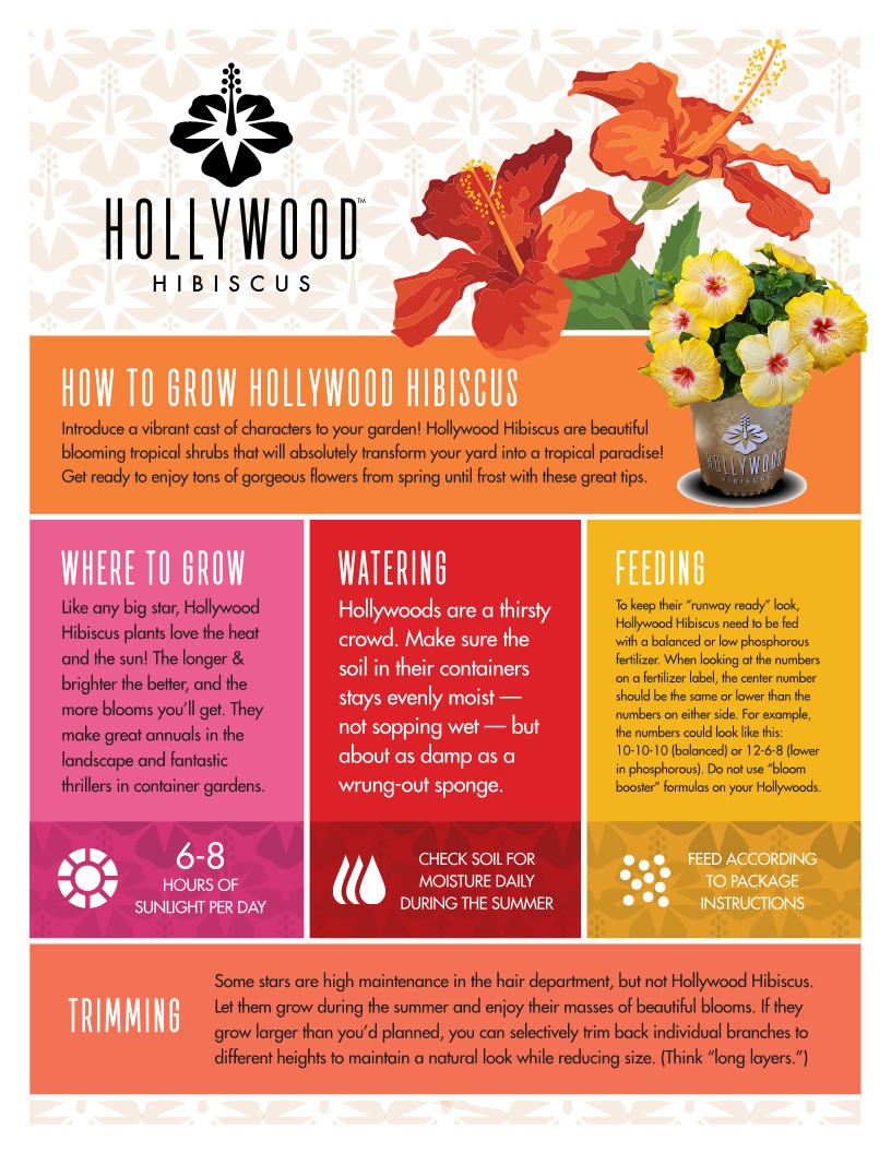 Glamour Gal™ - Hollywood® Hibiscus - 2 Gallon