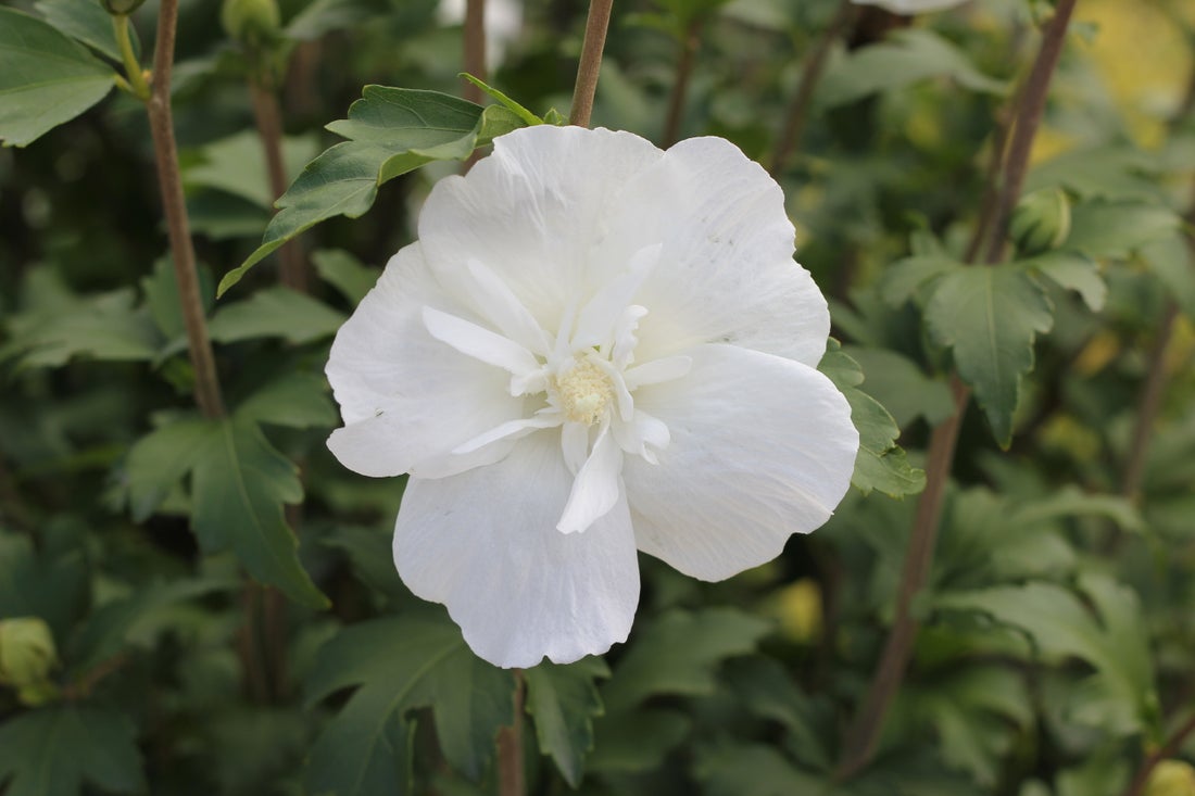 Althea Rose of Sharon White Chiffon® - 2 Gallon