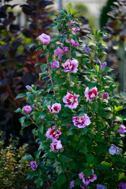 Purple Pillar® Rose of Sharon Hibiscus PW - 2 Gallon