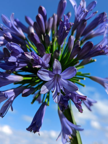 1 Gal. Barley Blue Agapanthus Perennial Plant