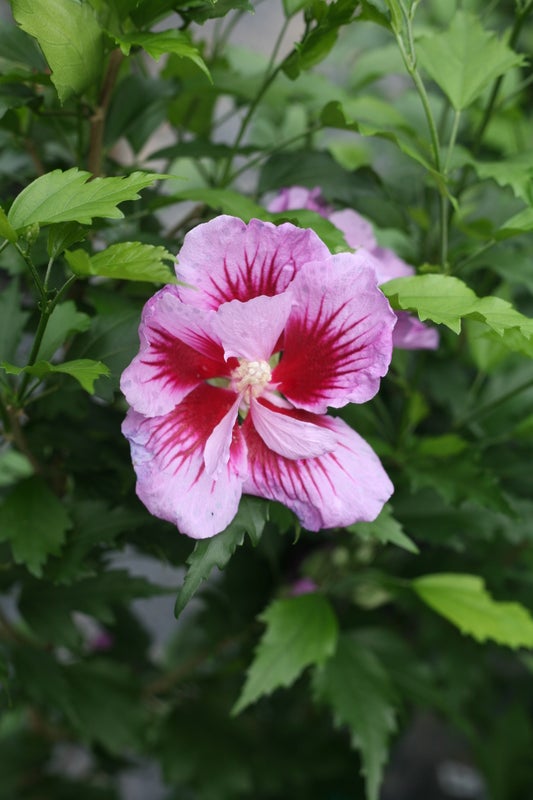 Purple Pillar® Rose of Sharon Hibiscus PW - 2 Gallon