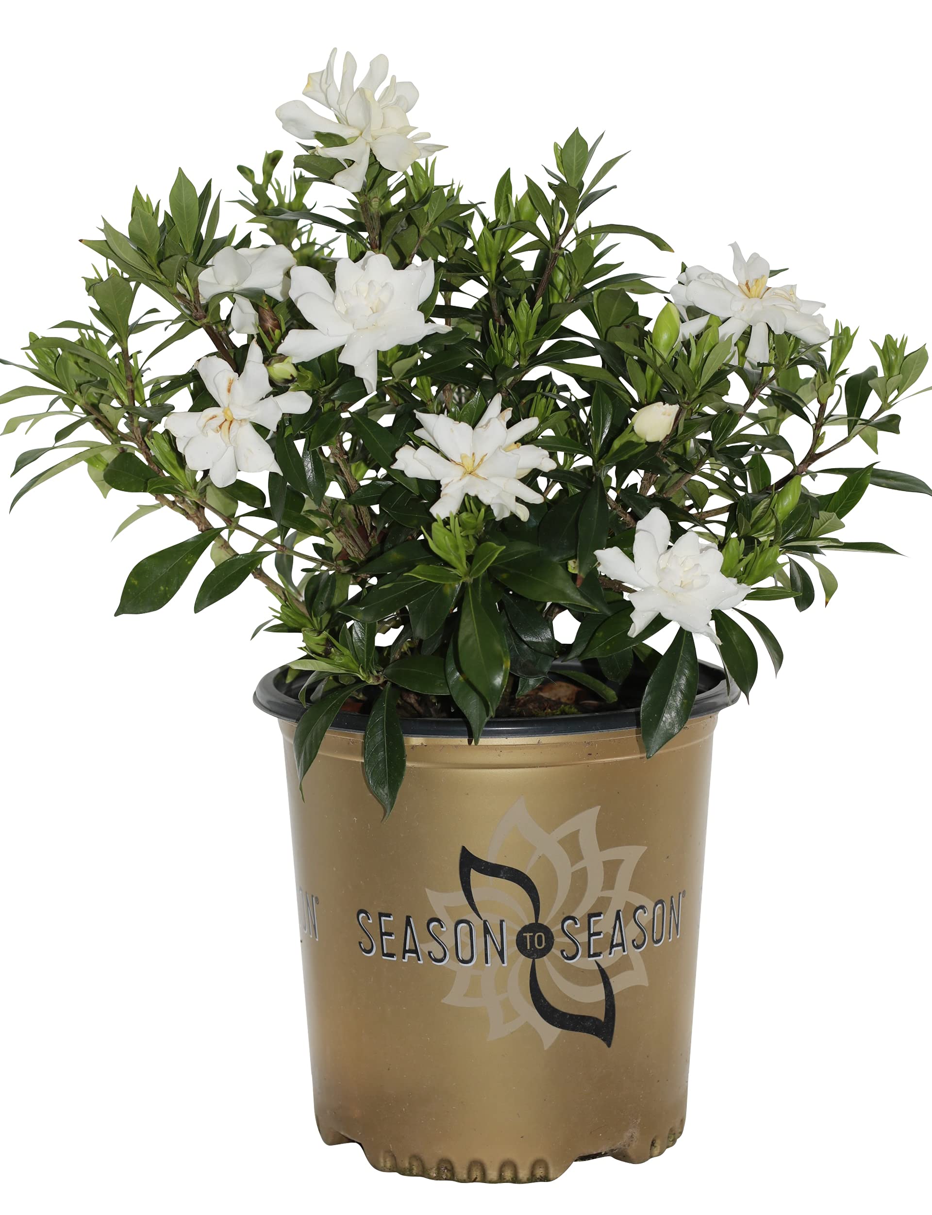Celestial Star™ White Gardenia Evergreen Shrub - 2 Gallon