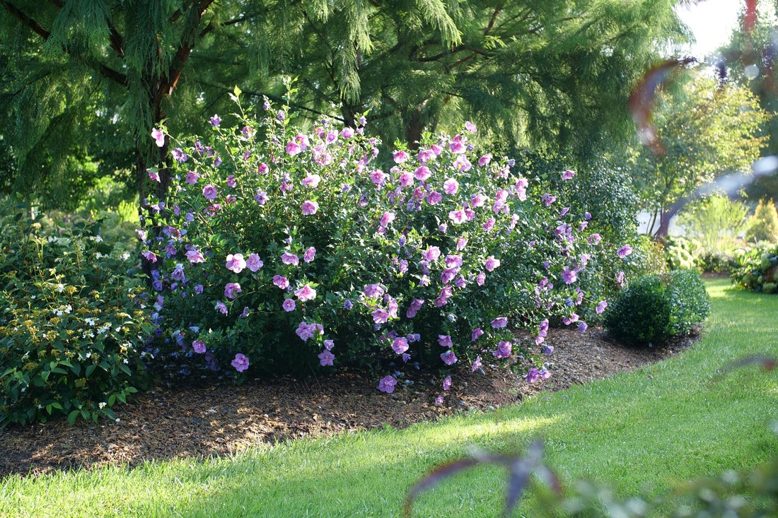 lavender chiffon hibiscus tree Althea Rose of Sharon Dark Lavender Chiffon