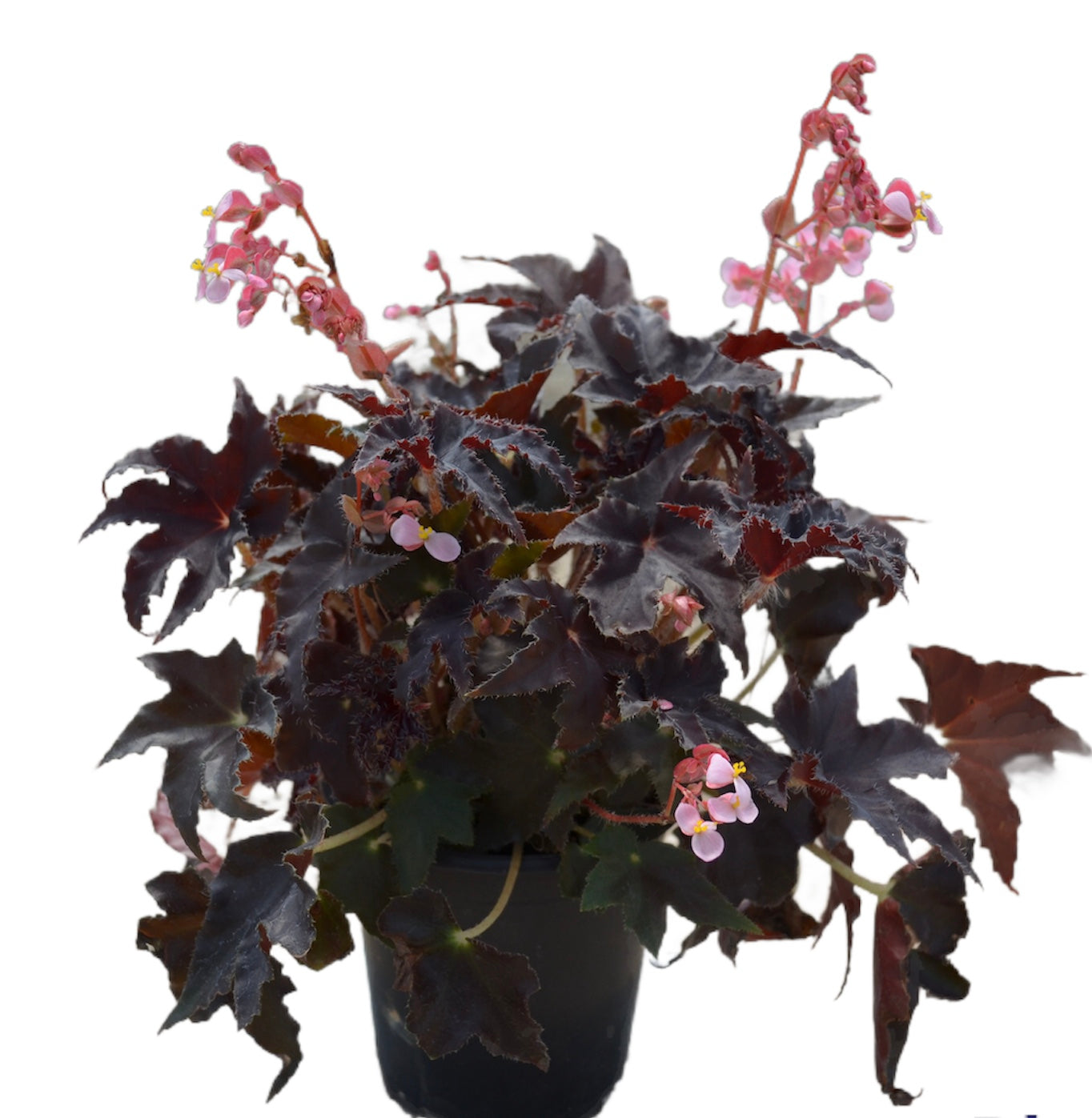 Cheer™ - Crown Jewel® Begonia Plant - 9 inch Deco Pot