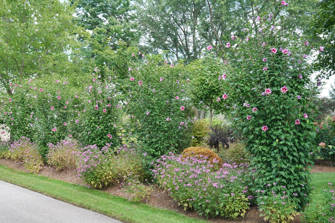 Purple Pillar® Rose of Sharon Hibiscus PW - 2 Gallon