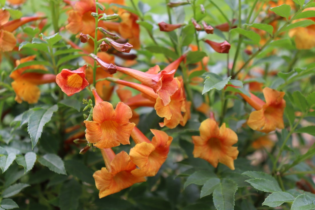 CHICKLET® Orange - Trumpet Bush (Esperanza) PW - 2 Gallon