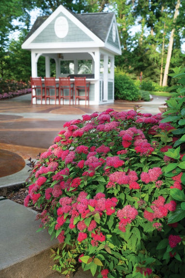 Spiraea Double Play Doozie® - 2 Gallon | J. Berry Nursery