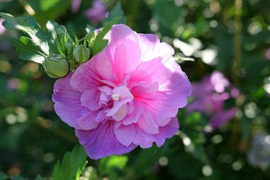 Althea Rose of Sharon Dark Lavender Chiffon®