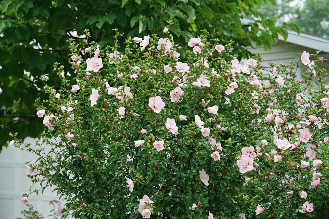 Pink Chiffon® Rose of Sharon Hibiscus PW - 2 Gallon