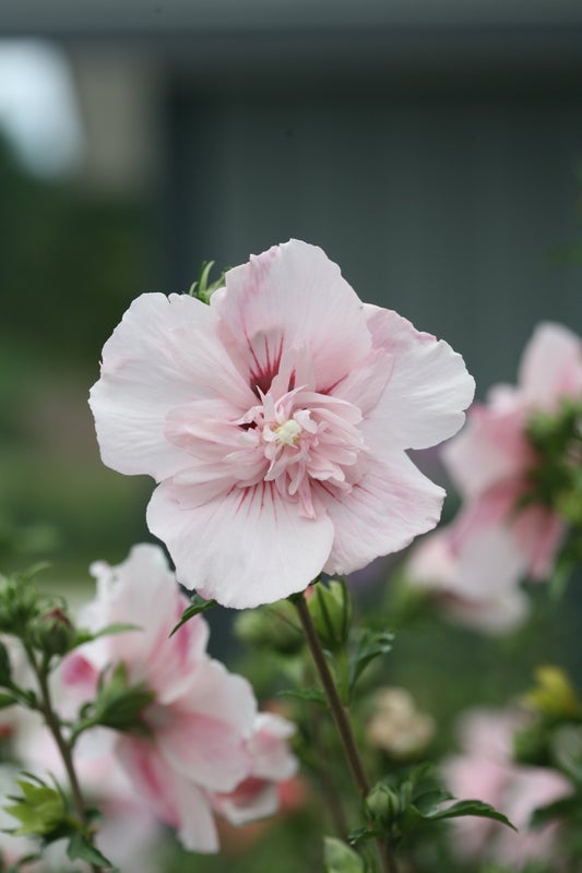 Pink Chiffon® Rose of Sharon Hibiscus PW - 2 Gallon