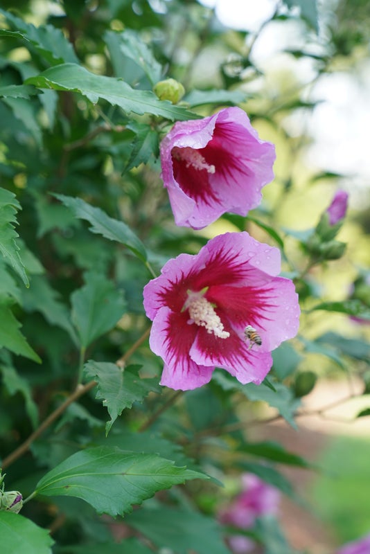 Purple Pillar® Rose of Sharon Hibiscus PW - 2 Gallon