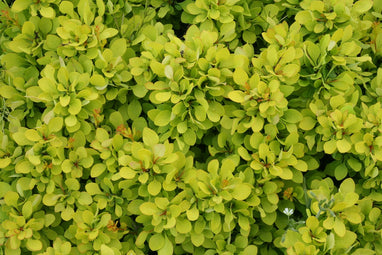 Barberry Sunjoy® Mini Saffron - 2 Gallon | J. Berry Nursery