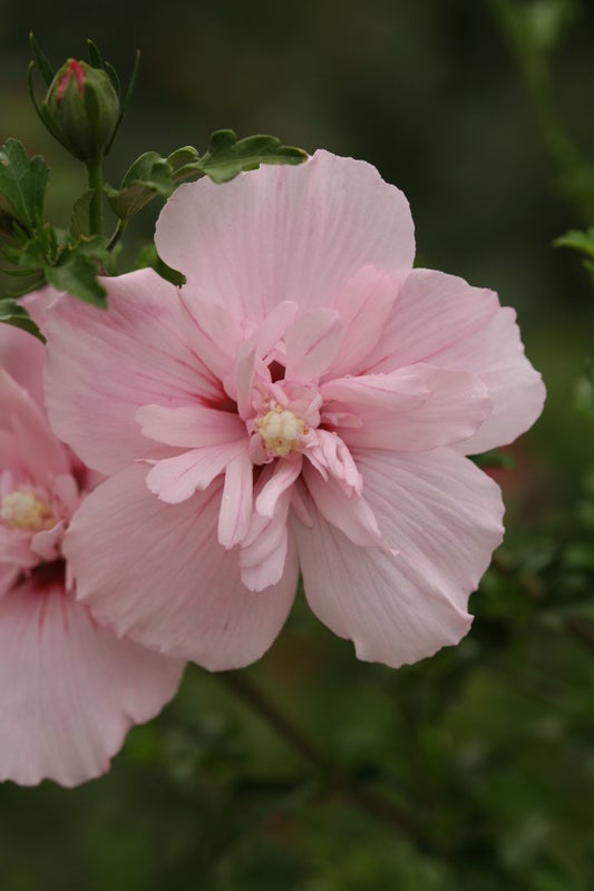 Pink Chiffon® Rose of Sharon Hibiscus PW - 2 Gallon