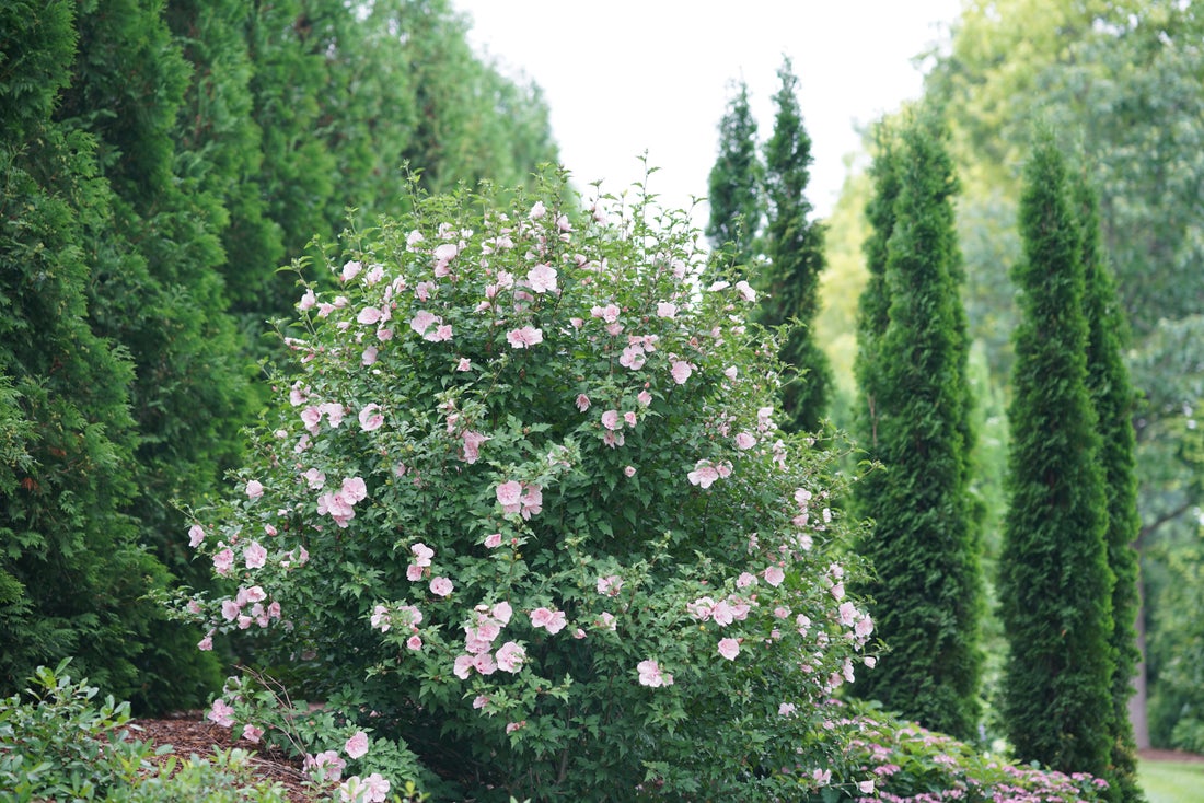 Pink Chiffon® Rose of Sharon Hibiscus PW - 2 Gallon