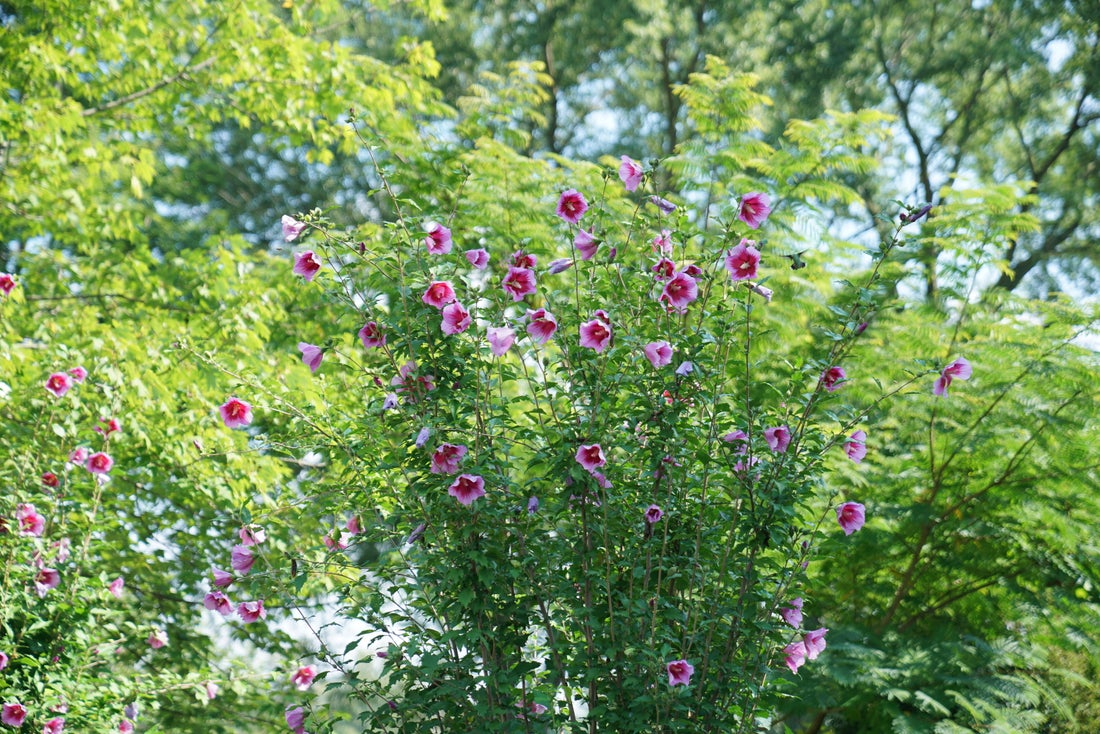 Purple Pillar® Rose of Sharon Hibiscus PW - 2 Gallon