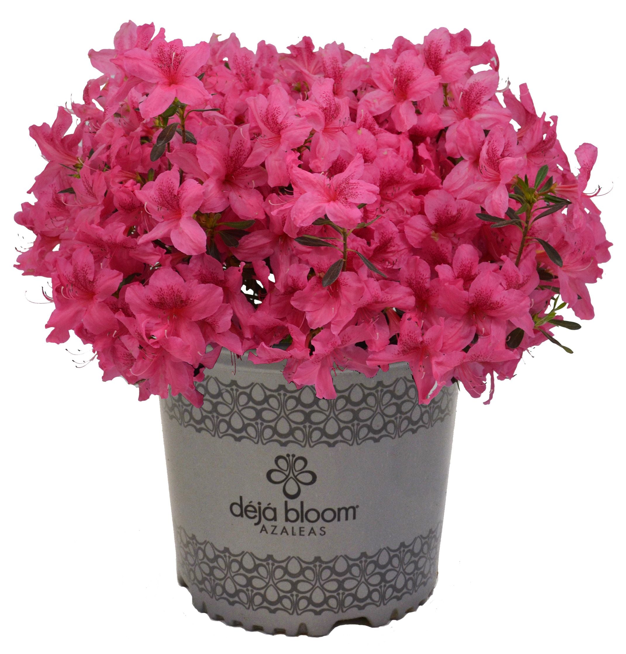 Orchid Showers™ - Deja Bloom® Azalea Flowering Shrub - 1 Gallon