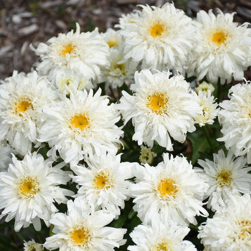 Shasta Daisy Amazing Daisies® Marshmallow - 1 Gallon