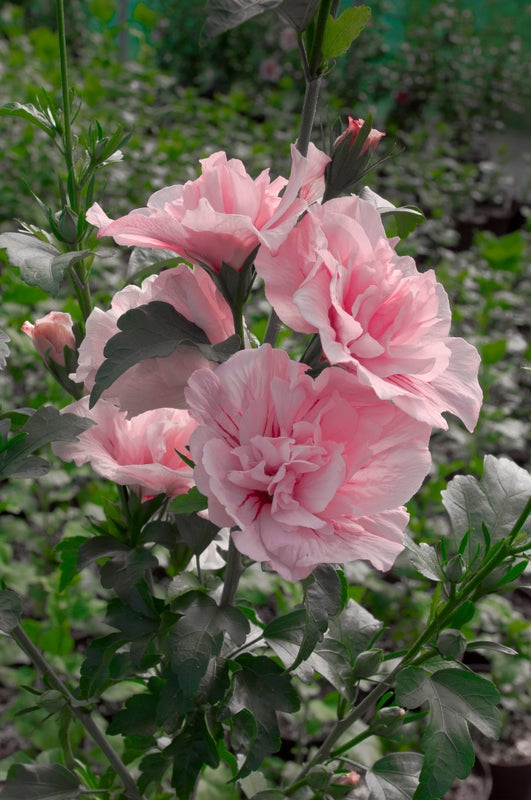 Pink Chiffon® Rose of Sharon Hibiscus PW - 2 Gallon