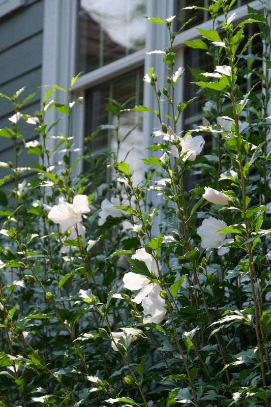 White Pillar® Rose of Sharon Hibiscus - 2 Gallon