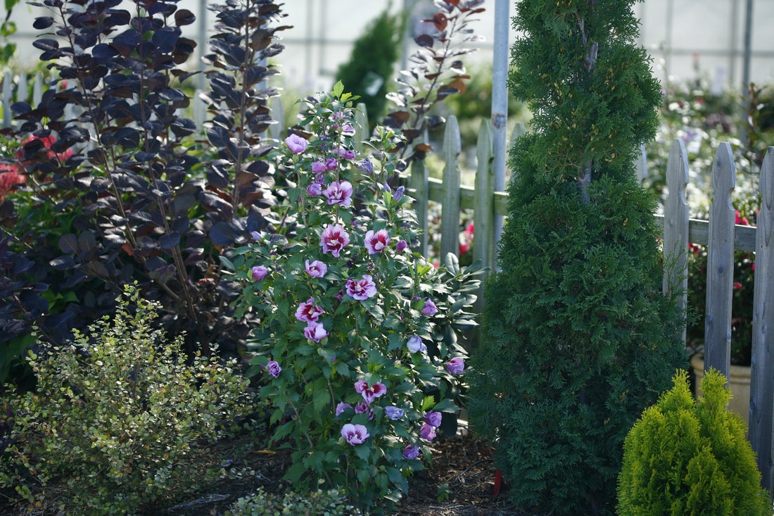 Purple Pillar® Rose of Sharon Hibiscus PW - 2 Gallon