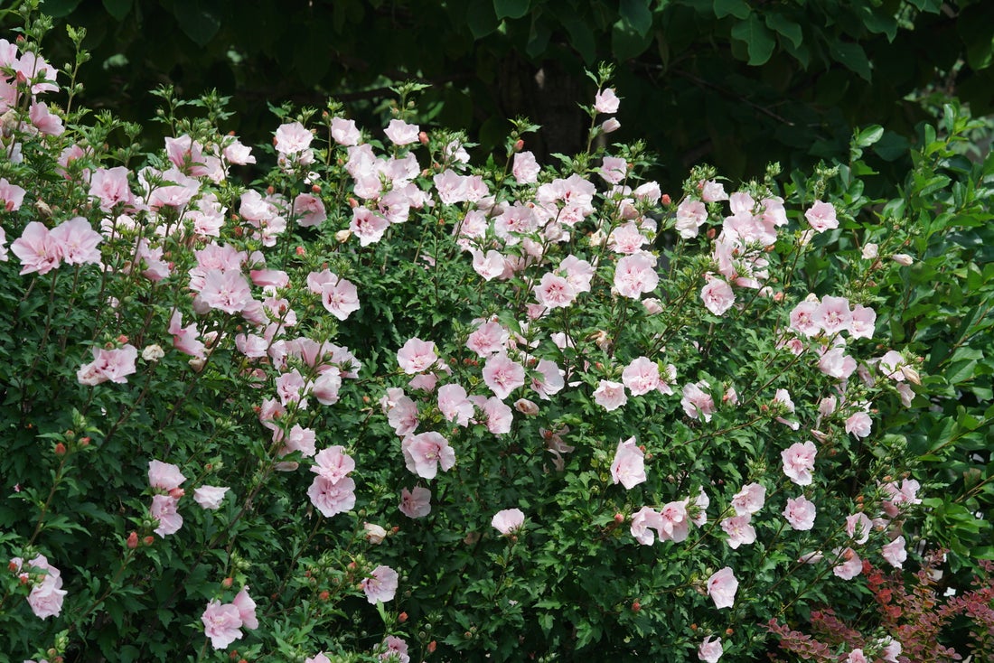 Pink Chiffon® Rose of Sharon Hibiscus PW - 2 Gallon