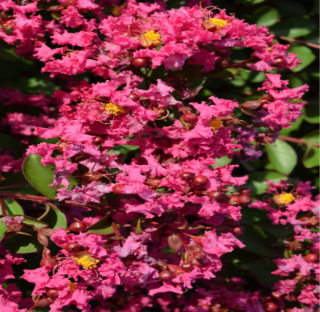 Pavé Pink™ Black Diamond® Dwarf Crape Myrtle - 2.5 Gallon Whiskey Barrel