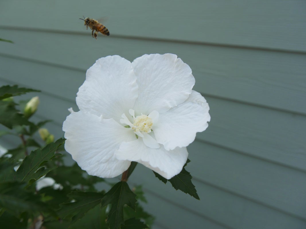 White Pillar® Rose of Sharon Hibiscus - 2 Gallon