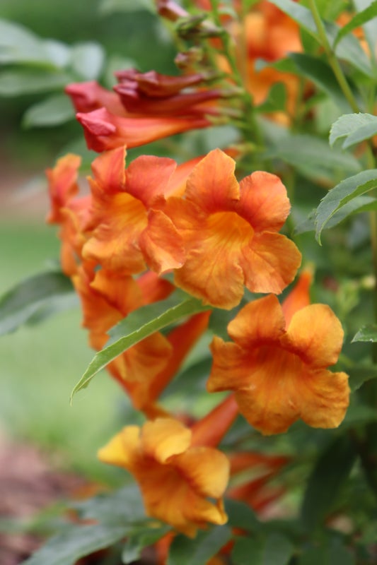 CHICKLET® Orange - Trumpet Bush (Esperanza) PW - 2 Gallon