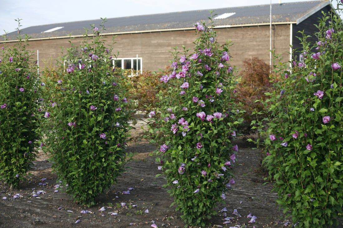 Purple Pillar® Rose of Sharon Hibiscus PW - 2 Gallon