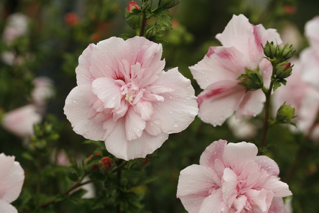 Pink Chiffon® Rose of Sharon Hibiscus PW - 2 Gallon