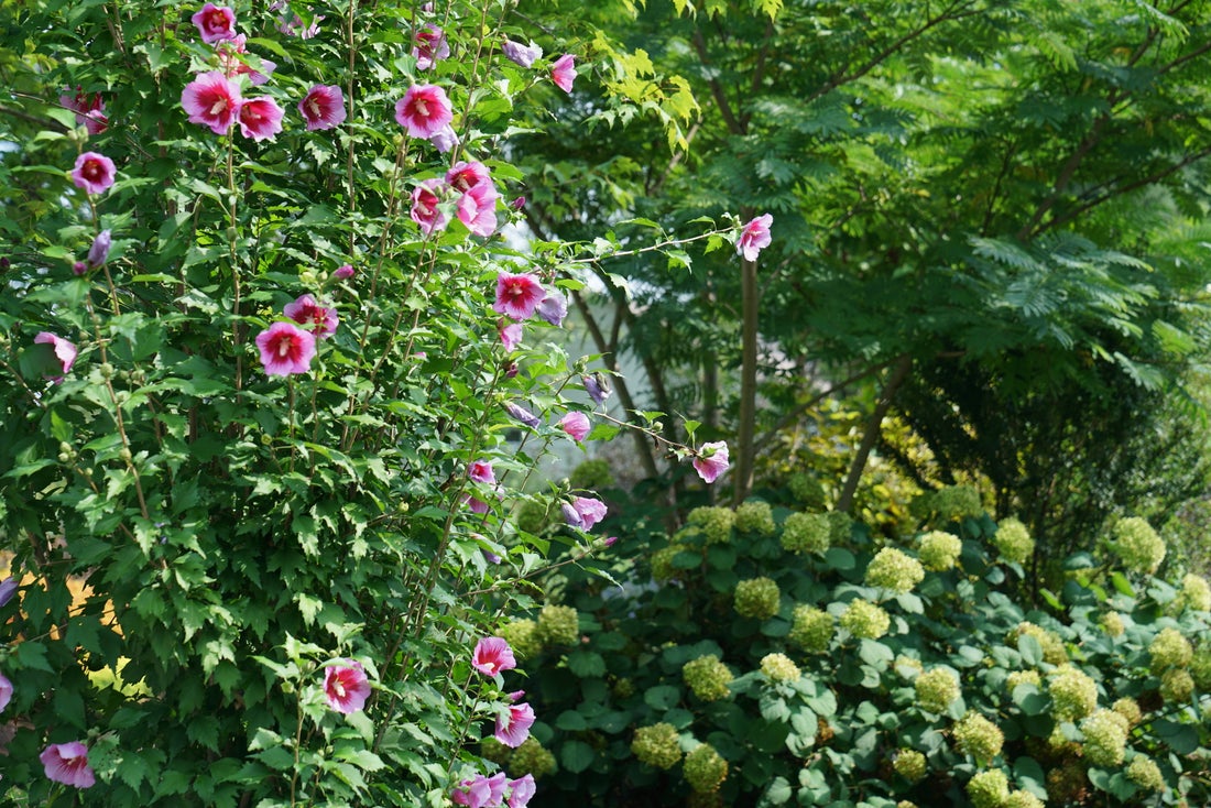 Purple Pillar® Rose of Sharon Hibiscus PW - 2 Gallon