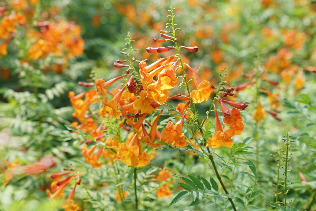 esperanza plant seeds PROVEN WINNERS 2 Gal. Orange Chicklet Esperanza Tecoma Live Shrub, Orange Flowers
