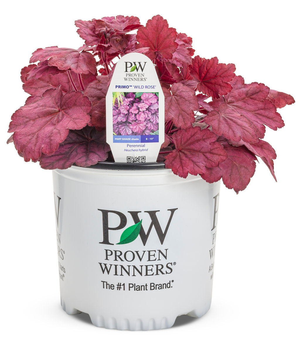 Primo® Wild Rose - Perennial Coral Bells (Heuchera) PW - 1 Gallon