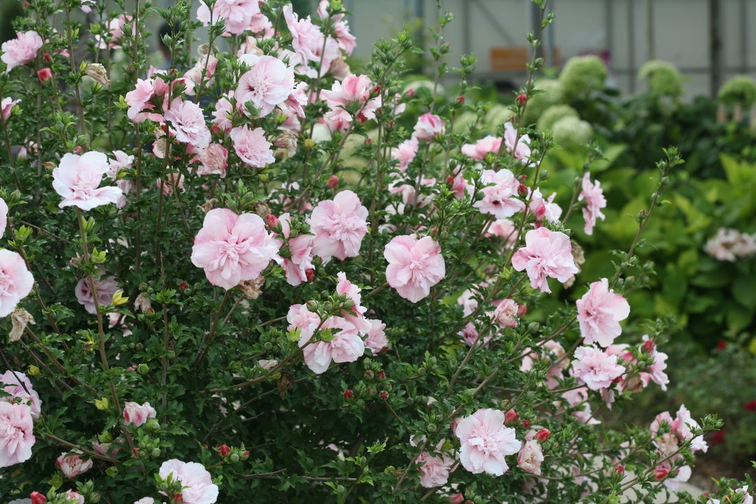 Pink Chiffon® Rose of Sharon Hibiscus PW - 2 Gallon