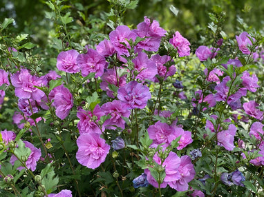 Althea Rose of Sharon Dark Lavender Chiffon® - 2 Gallon