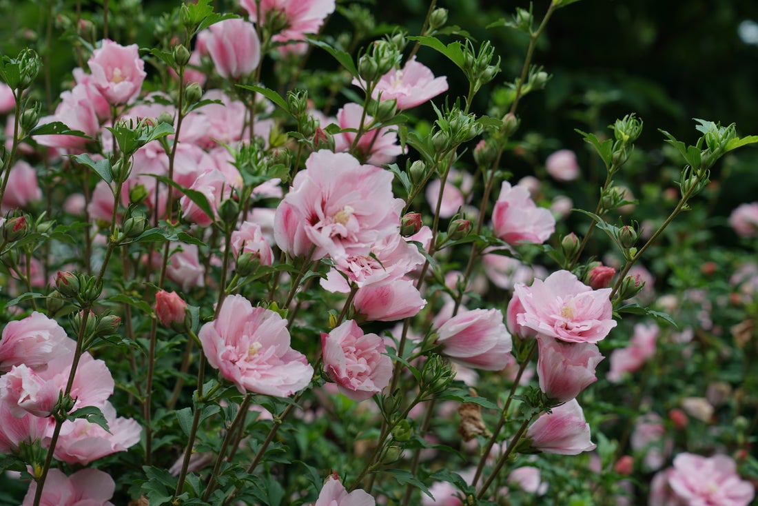 Pink Chiffon® Rose of Sharon Hibiscus PW - 2 Gallon