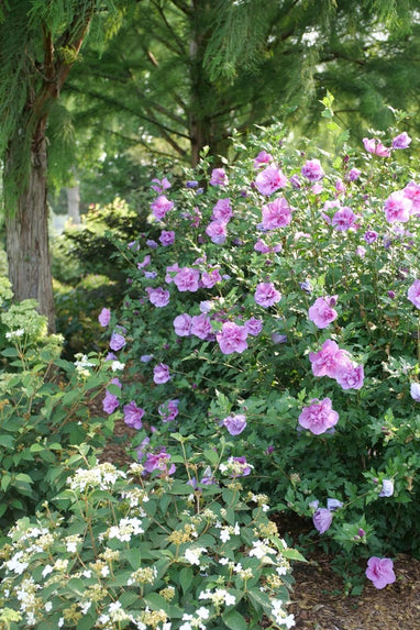 hibiscus lavender chiffon plant Althea Rose of Sharon Dark Lavender Chiffon